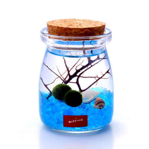 幸福海藻球生态瓶