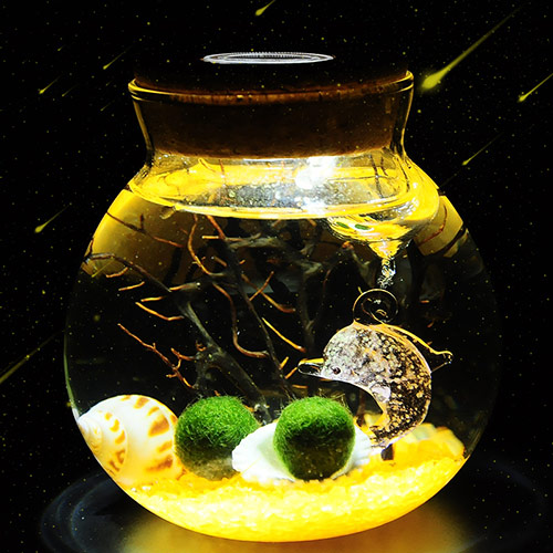 微景观海藻生态瓶